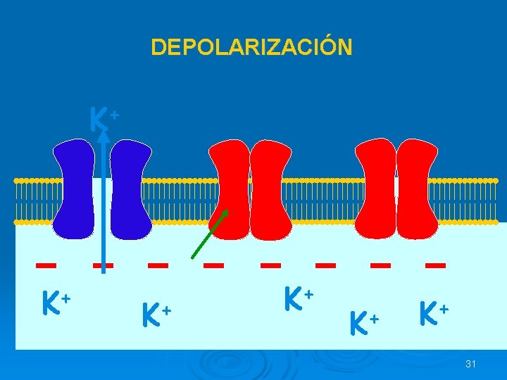 DEPOLARIZACIÓN K+ K+ K+ + K K+ K+ 31 