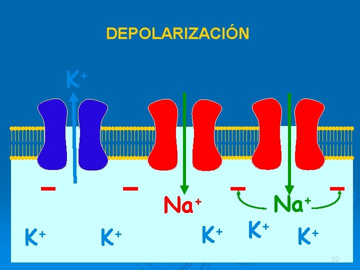 DEPOLARIZACIÓN K+ Na+ K+ K+ 32 DEPOLARIZACIÓN K+ Na+ K+ K+ 32