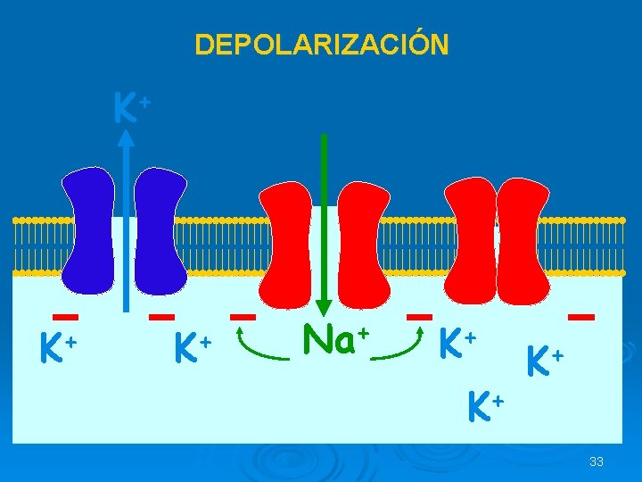 DEPOLARIZACIÓN + K K+ K+ Na+ + K K+ K+ 33 