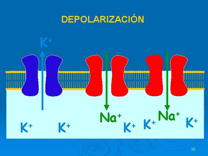 DEPOLARIZACIÓN K+ + K Na+ + K K + Na + K+ 35 