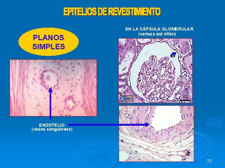 PLANOS SIMPLES EN LA CÁPSULA GLOMERULAR (corteza del riñón) ENDOTELIO (vasos sanguíneos) 38 