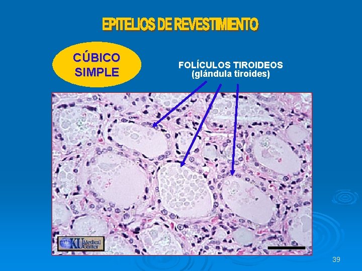 CÚBICO SIMPLE FOLÍCULOS TIROIDEOS (glándula tiroides) 39 