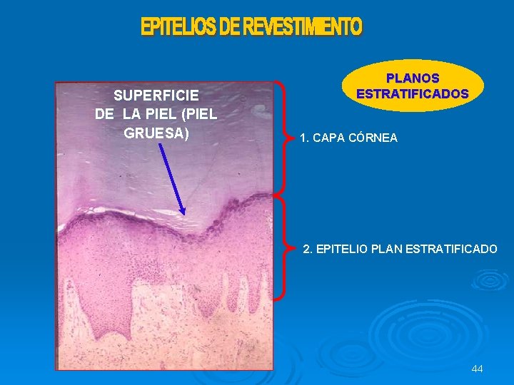 SUPERFICIE DE LA PIEL (PIEL GRUESA) PLANOS ESTRATIFICADOS 1. CAPA CÓRNEA 2. EPITELIO PLAN