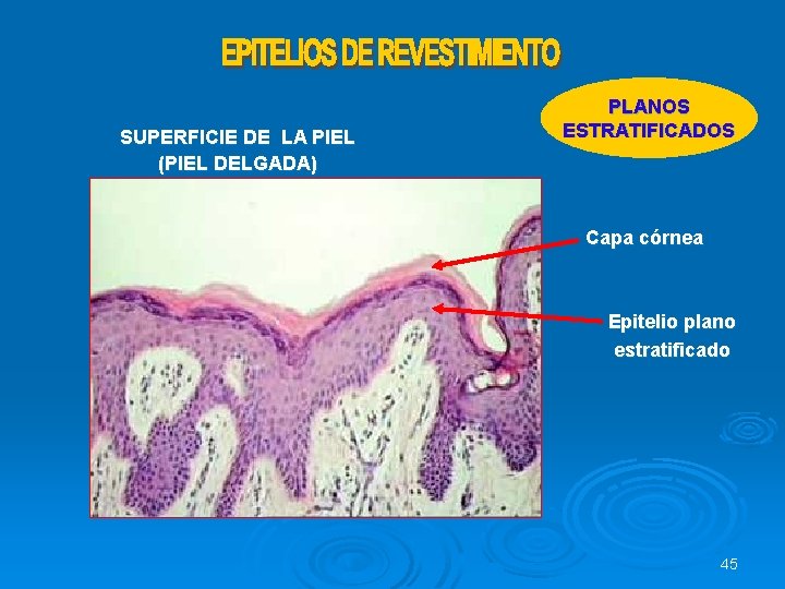 SUPERFICIE DE LA PIEL (PIEL DELGADA) PLANOS ESTRATIFICADOS Capa córnea Epitelio plano estratificado 45