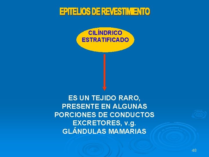 CILÍNDRICO ESTRATIFICADO ES UN TEJIDO RARO, PRESENTE EN ALGUNAS PORCIONES DE CONDUCTOS EXCRETORES, v.