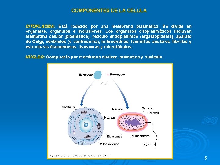 COMPONENTES DE LA CELULA CITOPLASMA: Está rodeado por una membrana plasmática. Se divide en