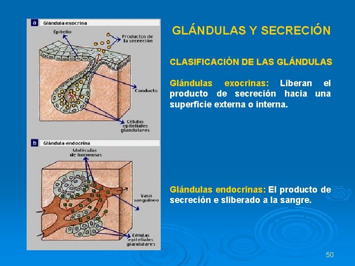 GLÁNDULAS Y SECRECIÓN CLASIFICACIÓN DE LAS GLÁNDULAS Glándulas exocrinas: Liberan el producto de secreción