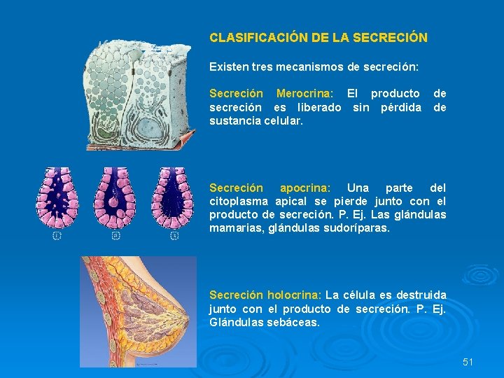 CLASIFICACIÓN DE LA SECRECIÓN Existen tres mecanismos de secreción: Secreción Merocrina: El producto de