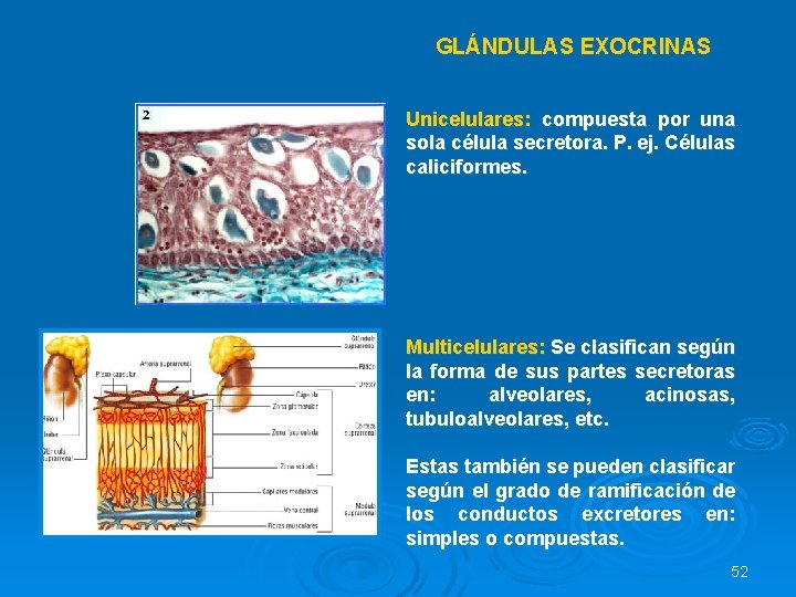GLÁNDULAS EXOCRINAS Unicelulares: compuesta por una sola célula secretora. P. ej. Células caliciformes. Multicelulares: