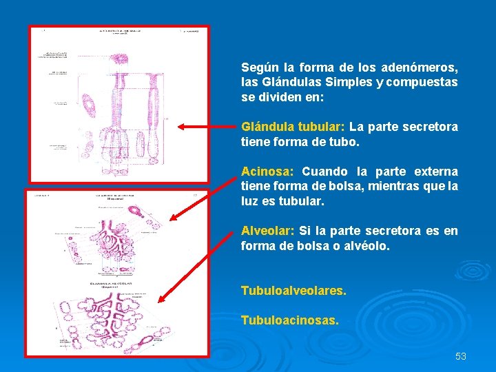 Según la forma de los adenómeros, las Glándulas Simples y compuestas se dividen en: Según la forma de los adenómeros, las Glándulas Simples y compuestas se dividen en: