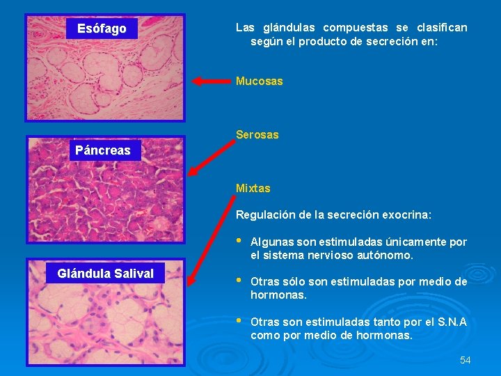 Esófago Las glándulas compuestas se clasifican según el producto de secreción en: Mucosas Serosas