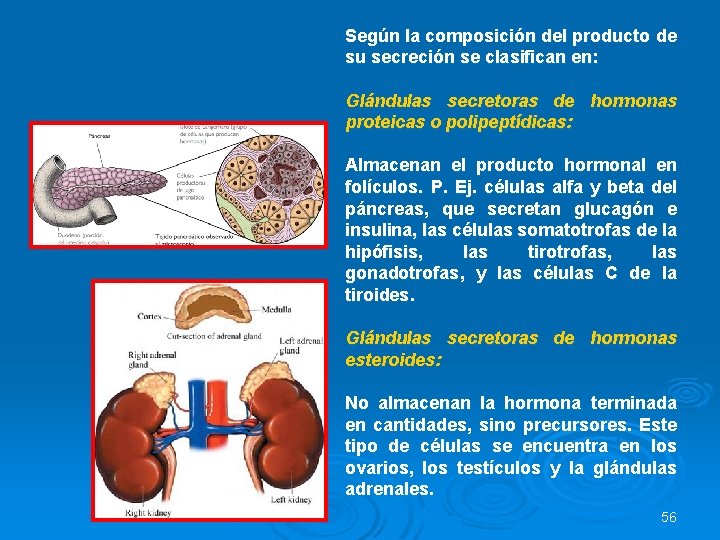 Según la composición del producto de su secreción se clasifican en: Glándulas secretoras de