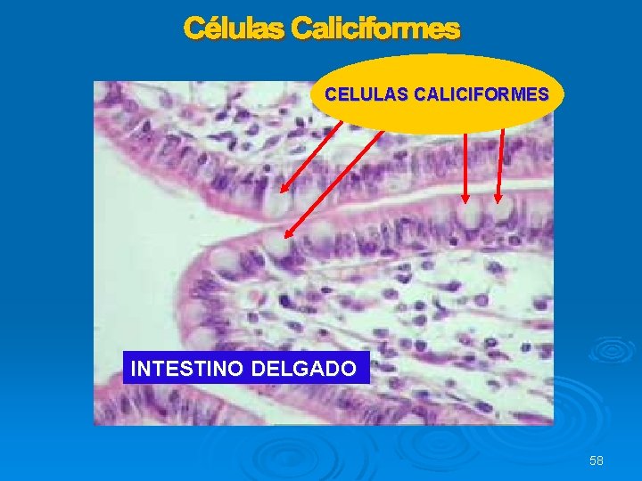 CELULAS CALICIFORMES INTESTINO DELGADO 58 