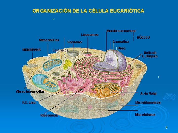 ORGANIZACIÓN DE LA CÉLULA EUCARIÓTICA 6 