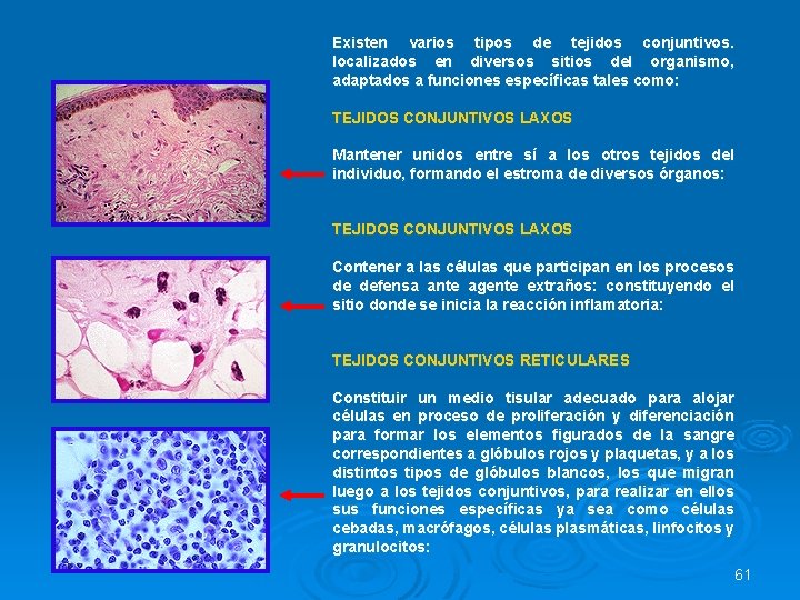 Existen varios tipos de tejidos conjuntivos. localizados en diversos sitios del organismo, adaptados a