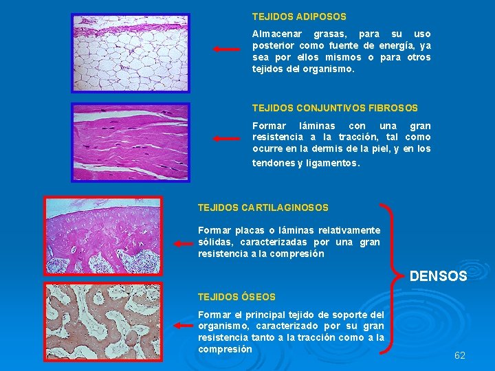 TEJIDOS ADIPOSOS Almacenar grasas, para su uso posterior como fuente de energía, ya sea