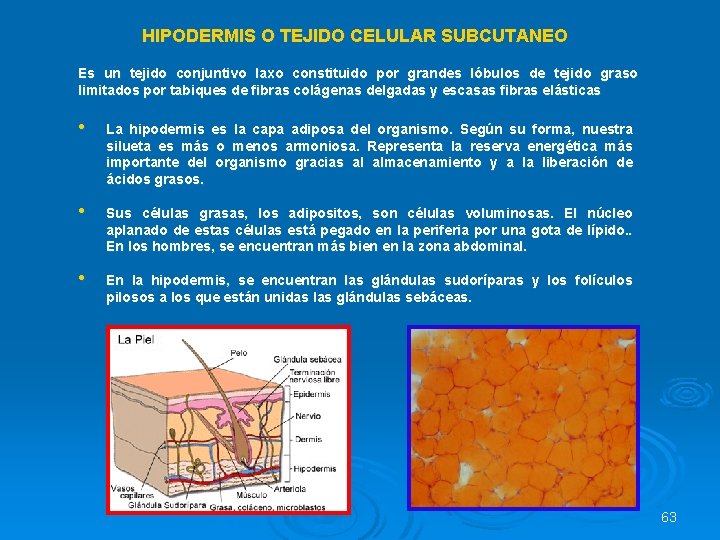 HIPODERMIS O TEJIDO CELULAR SUBCUTANEO Es un tejido conjuntivo laxo constituido por grandes lóbulos
