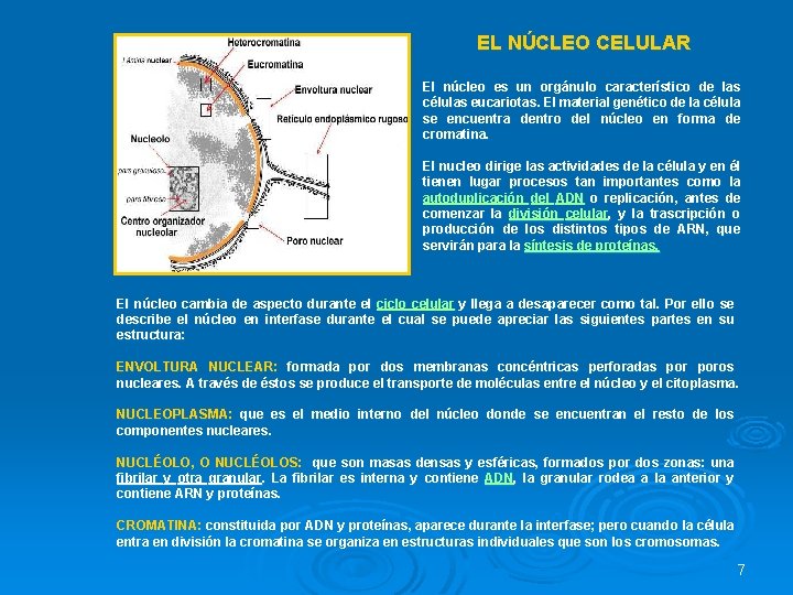 EL NÚCLEO CELULAR El núcleo es un orgánulo característico de las células eucariotas. El