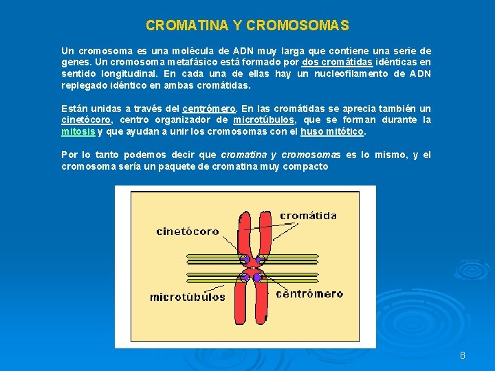 CROMATINA Y CROMOSOMAS Un cromosoma es una molécula de ADN muy larga que contiene