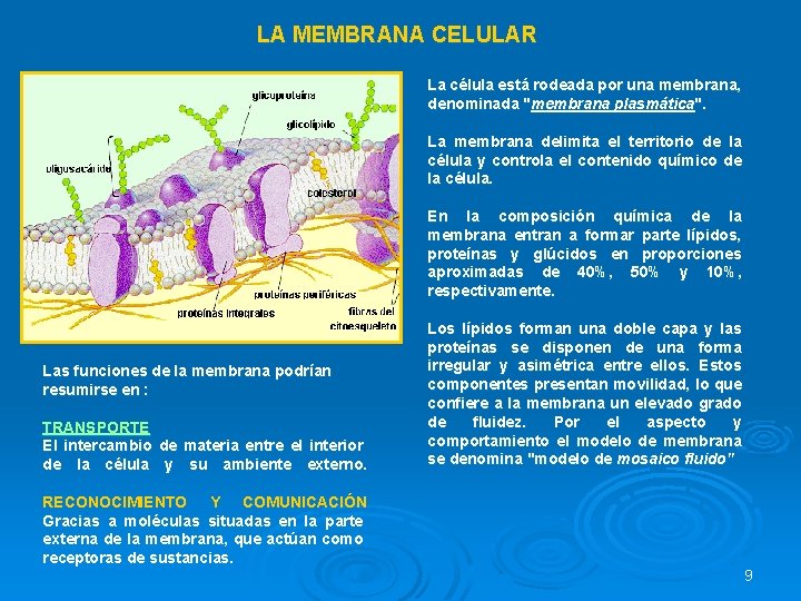 LA MEMBRANA CELULAR La célula está rodeada por una membrana, denominada "membrana plasmática". La