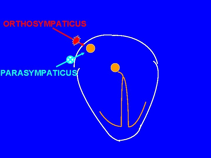 ORTHOSYMPATICUS PARASYMPATICUS 