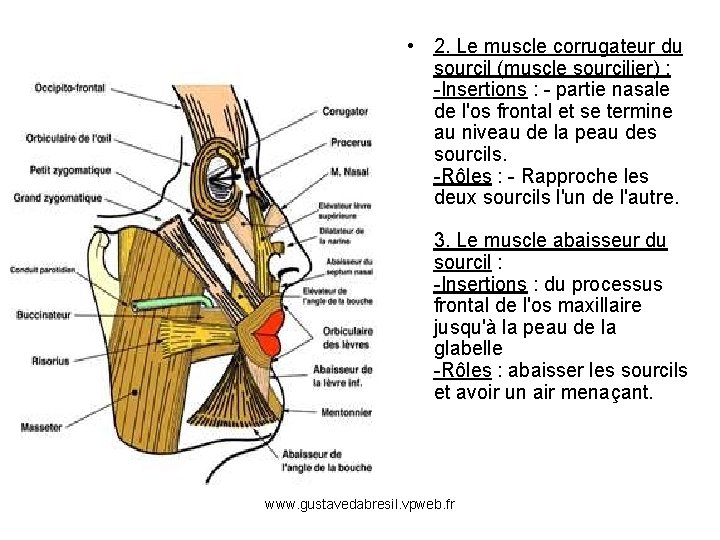  • 2. Le muscle corrugateur du sourcil (muscle sourcilier) : -Insertions : -