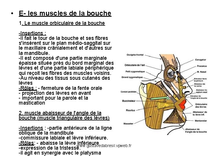  • E- les muscles de la bouche 1. Le muscle orbiculaire de la