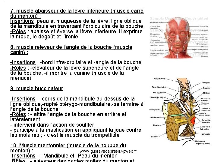  • 7. muscle abaisseur de la lèvre inférieure (muscle carré du menton) :