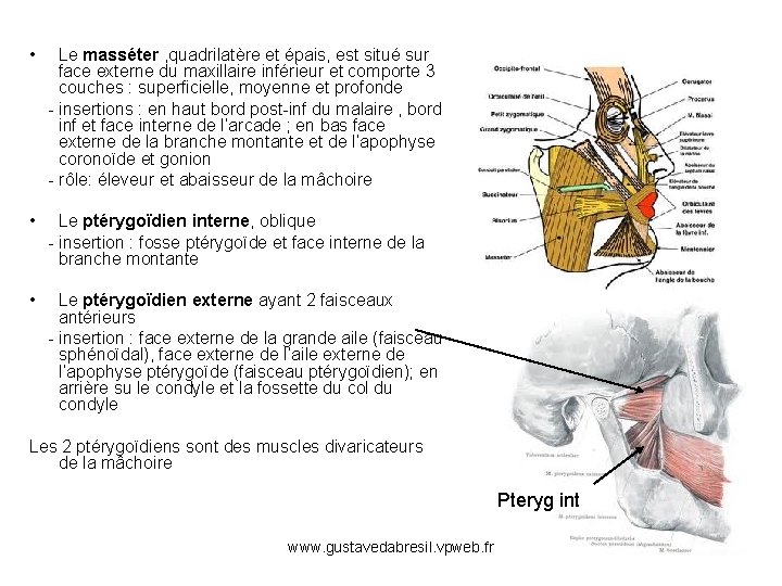  • Le masséter , quadrilatère et épais, est situé sur face externe du