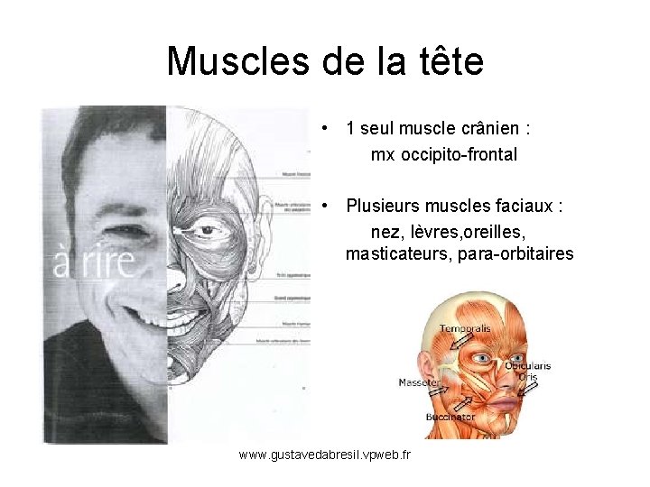 Muscles de la tête • 1 seul muscle crânien : mx occipito-frontal • Plusieurs