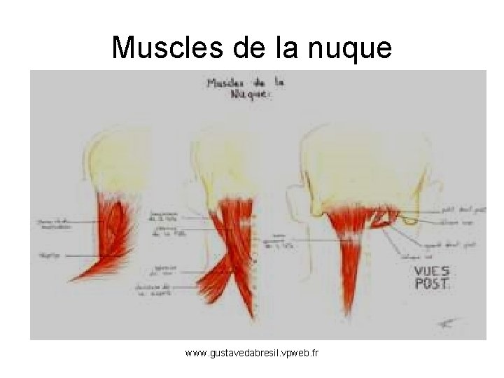 Muscles de la nuque www. gustavedabresil. vpweb. fr 