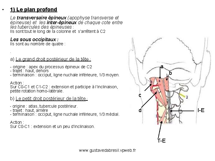  • 1) Le plan profond Le transversaire épineux (apophyse transverse et épineuse) et