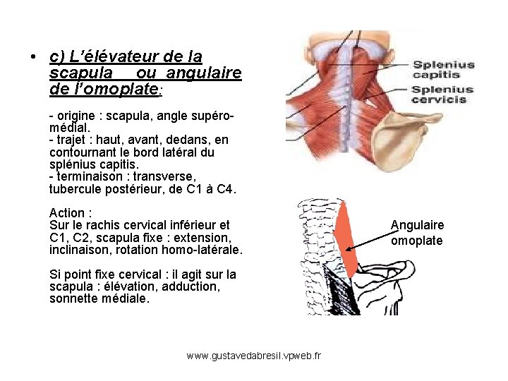  • c) L’élévateur de la scapula ou angulaire de l’omoplate: - origine :