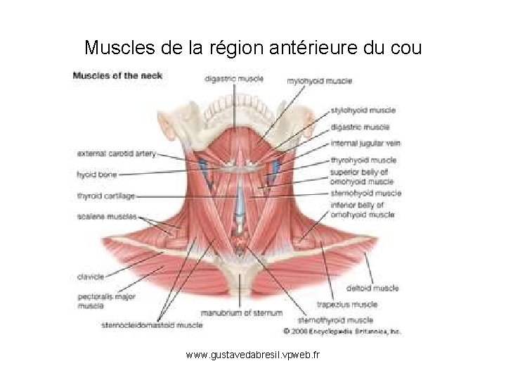 Muscles de la région antérieure du cou www. gustavedabresil. vpweb. fr 