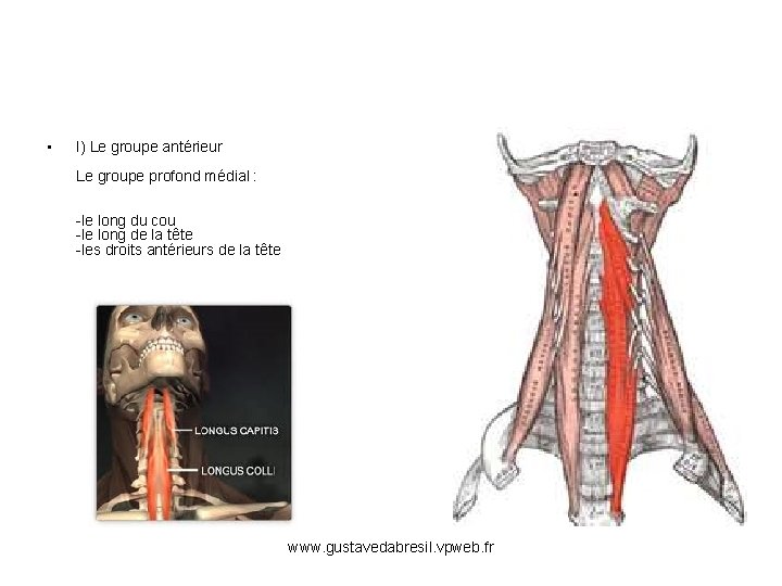  • I) Le groupe antérieur Le groupe profond médial : -le long du