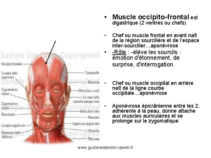  • Muscle occipito-frontal est digastrique (2 ventres ou chefs) • Chef ou muscle