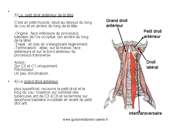  • 3) Le petit droit antérieur de la tête C’est un petit muscle,