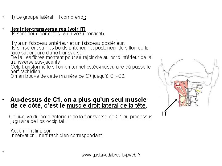  • II) Le groupe latéral; Il comprend : • les inter-transversaires (voir IT)