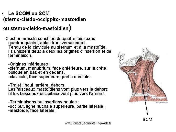  • Le SCOM ou SCM (sterno-cléïdo-occippito-mastoïdien ou sterno-cleido-mastoidien ) C’est un muscle constitué