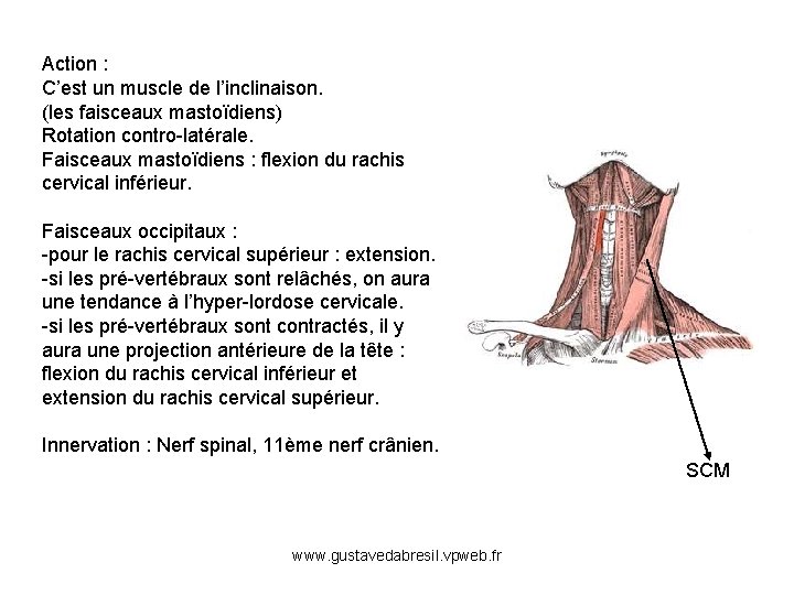 Action : C’est un muscle de l’inclinaison. (les faisceaux mastoïdiens) Rotation contro-latérale. Faisceaux mastoïdiens