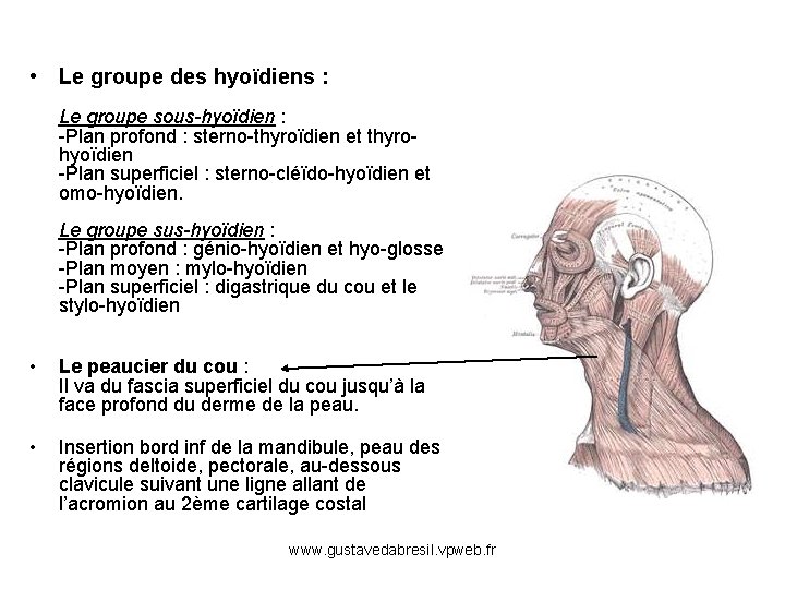  • Le groupe des hyoïdiens : Le groupe sous-hyoïdien : -Plan profond :