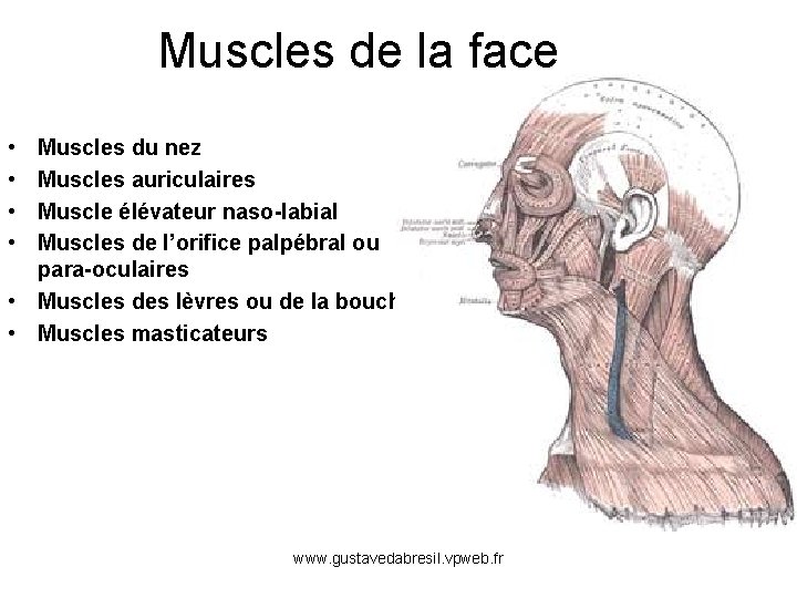 Muscles de la face • • Muscles du nez Muscles auriculaires Muscle élévateur naso-labial