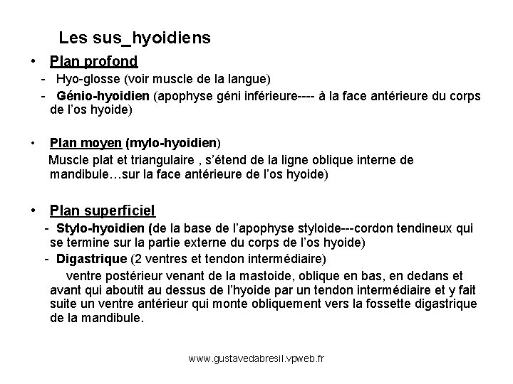 Les sus_hyoidiens • Plan profond - Hyo-glosse (voir muscle de la langue) - Génio-hyoidien