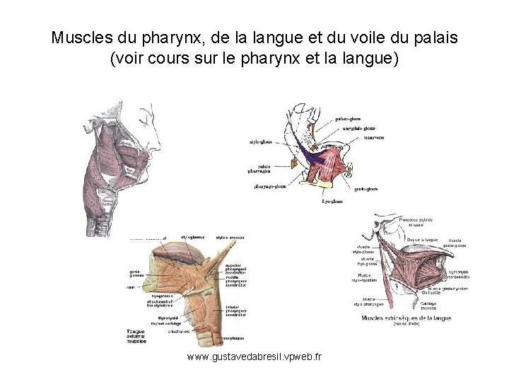 Muscles du pharynx, de la langue et du voile du palais (voir cours sur