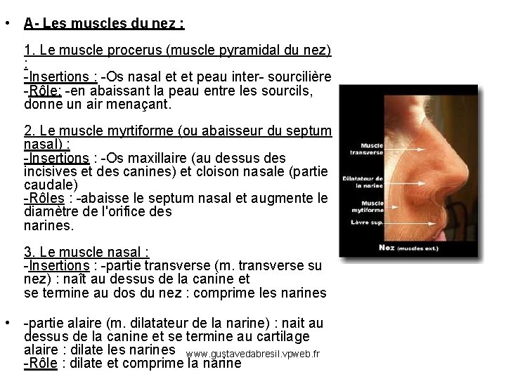  • A- Les muscles du nez : 1. Le muscle procerus (muscle pyramidal