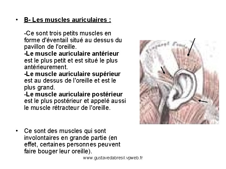  • B- Les muscles auriculaires : -Ce sont trois petits muscles en forme