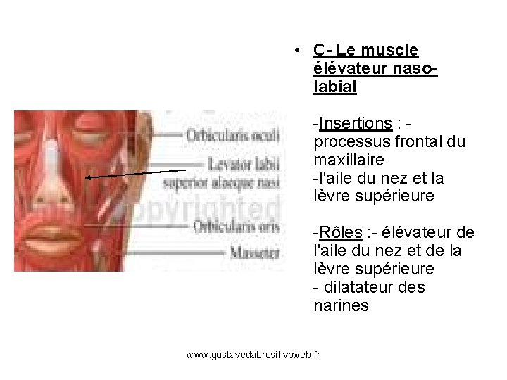  • C- Le muscle élévateur nasolabial -Insertions : processus frontal du maxillaire -l'aile