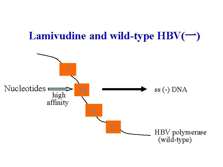 Lamivudine and wild-type HBV(一) Y Nucleotides high affinity ss (-) DNA M D D
