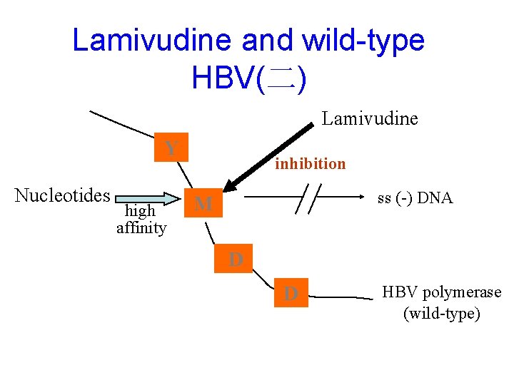 Lamivudine and wild-type HBV(二) Lamivudine Y Nucleotides high affinity inhibition ss (-) DNA M