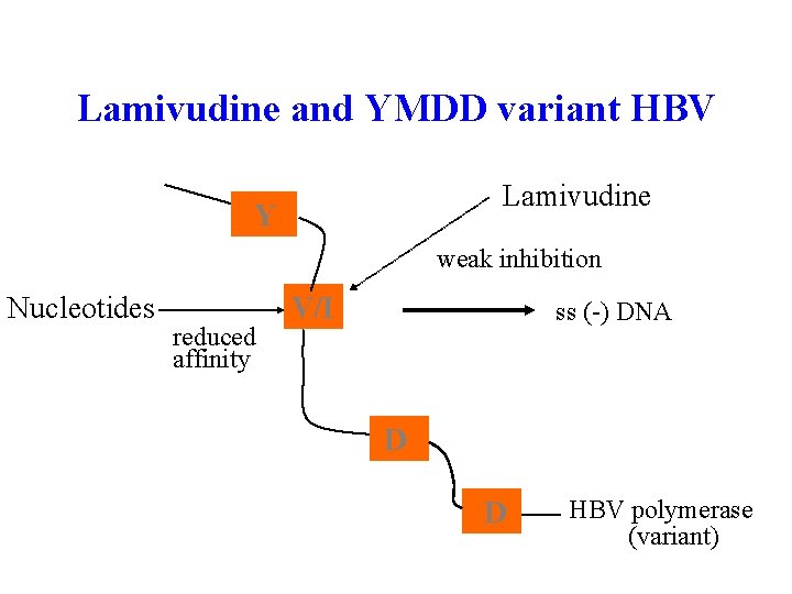 Lamivudine and YMDD variant HBV Lamivudine Y weak inhibition Nucleotides reduced affinity V/I ss